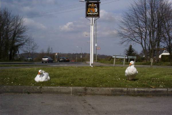 The Geese at the Kings Arms